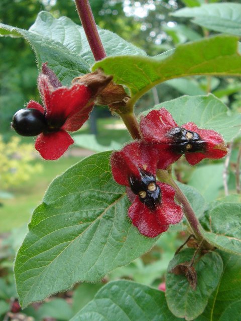Lonicera ledebourii